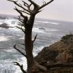 Cypress Tree at Point Lobos