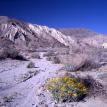 Anza Borrago Desert Trail