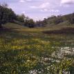 Spring Wildflowers Meadow